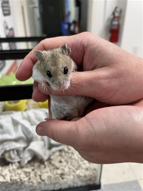 buy a hamster|hamsters for adoption near me.